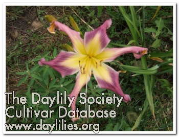 Daylily Brandywine Twisted Candy Pieces